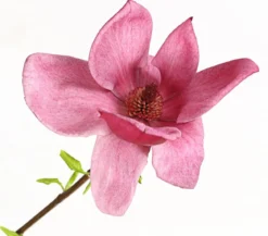 Magnolie 'Genie'
