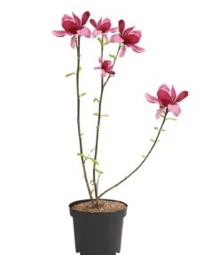 Magnolie 'Genie'