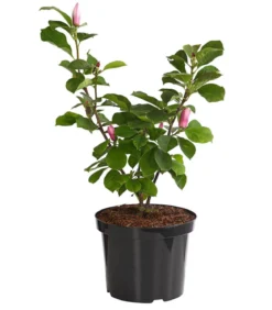 Magnolie 'Satisfaction'