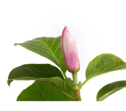 Magnolie 'Satisfaction'