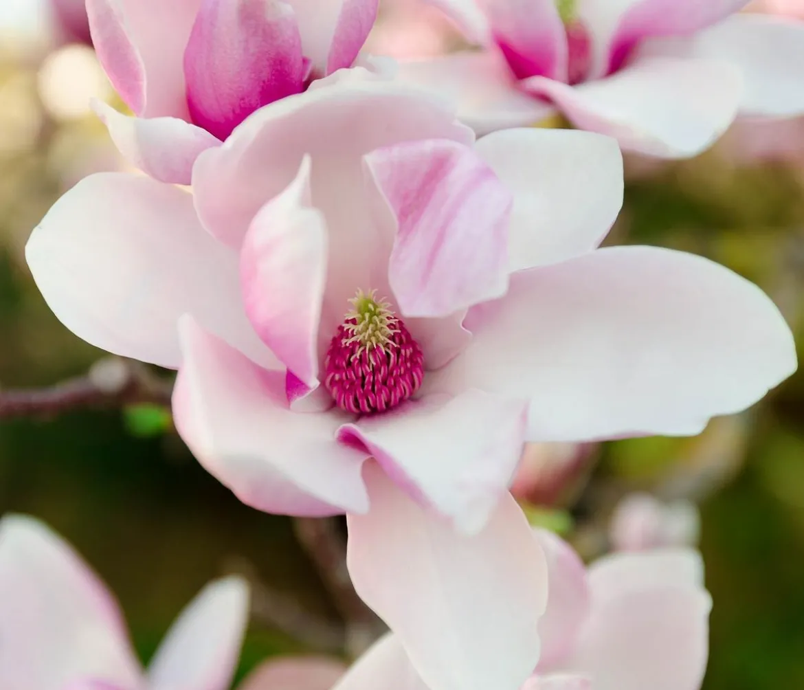 Magnolie 'Satisfaction'