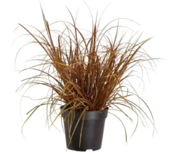 Mahagonigras 'Everflame'