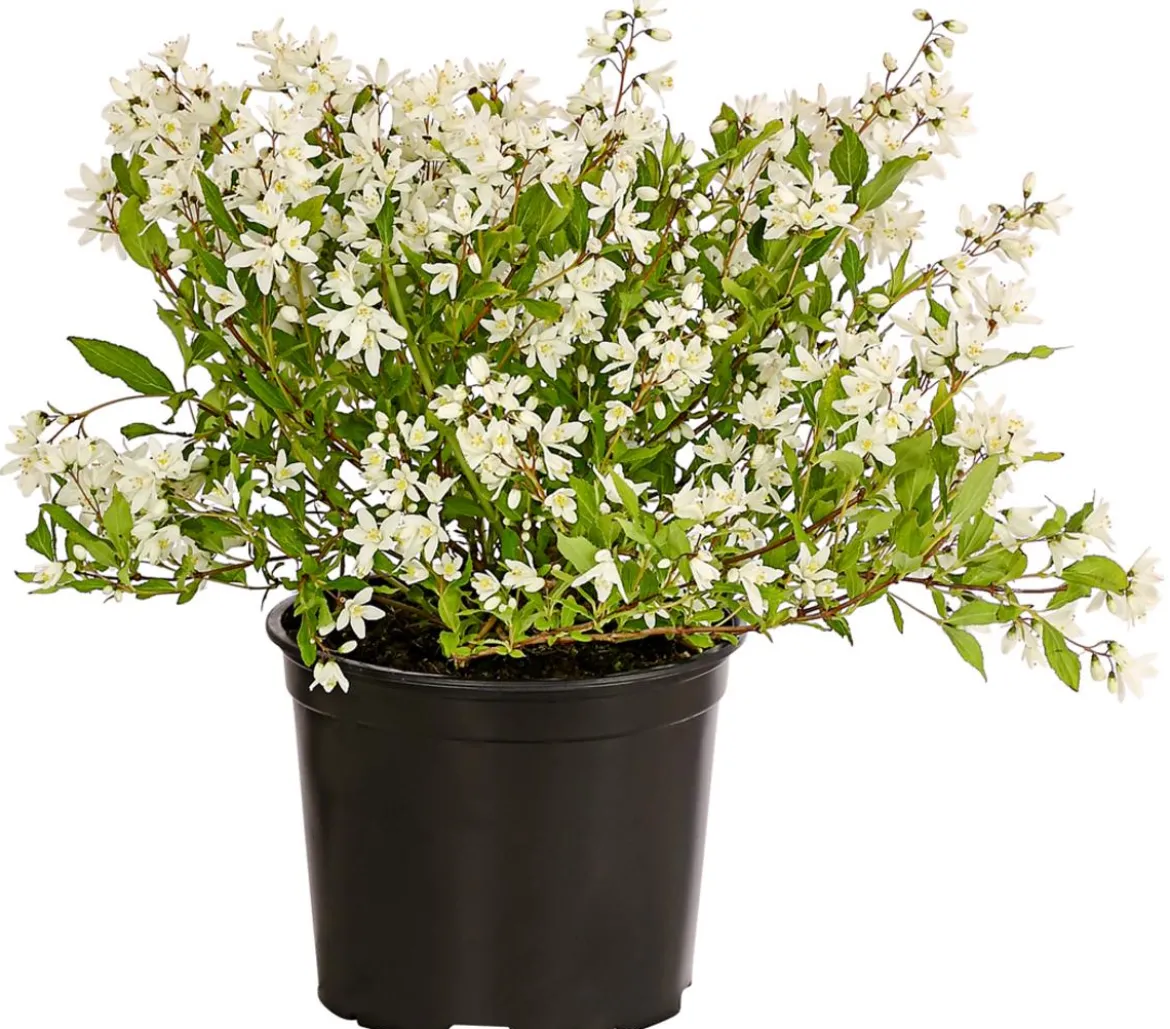 Maiblumenstrauch 'Yuki Snowflake®'