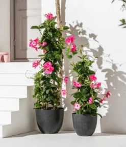 Mandevilla, Pyramide, rosa