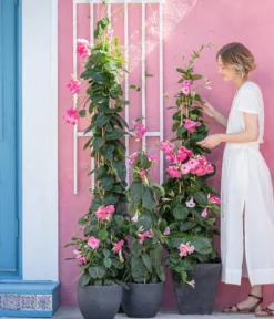 Mandevilla, Pyramide, rosa
