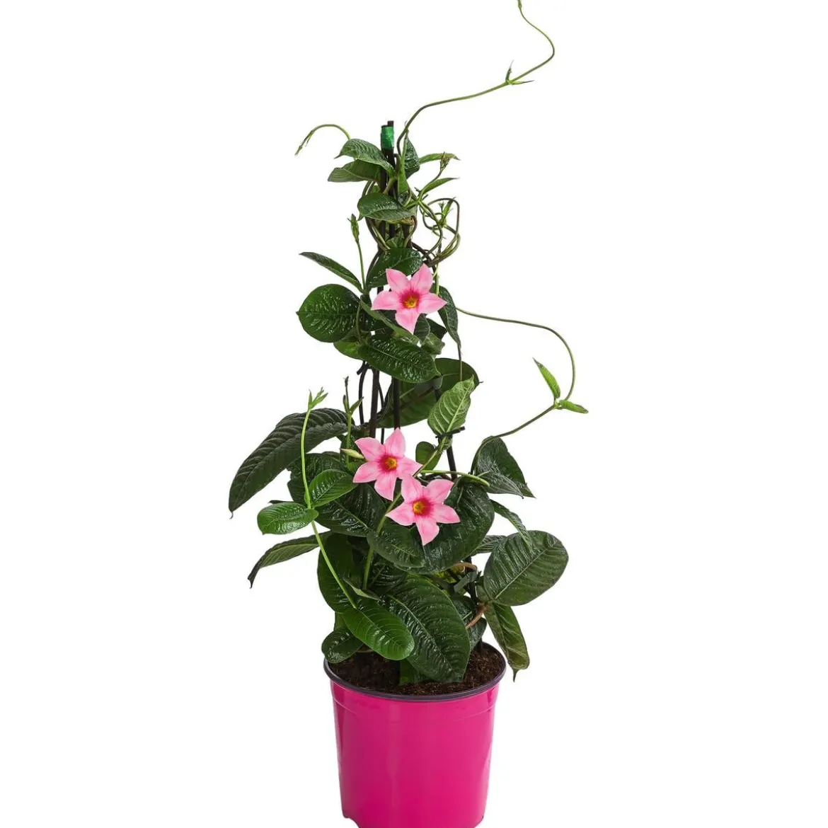Mandevilla, Pyramide, rosa