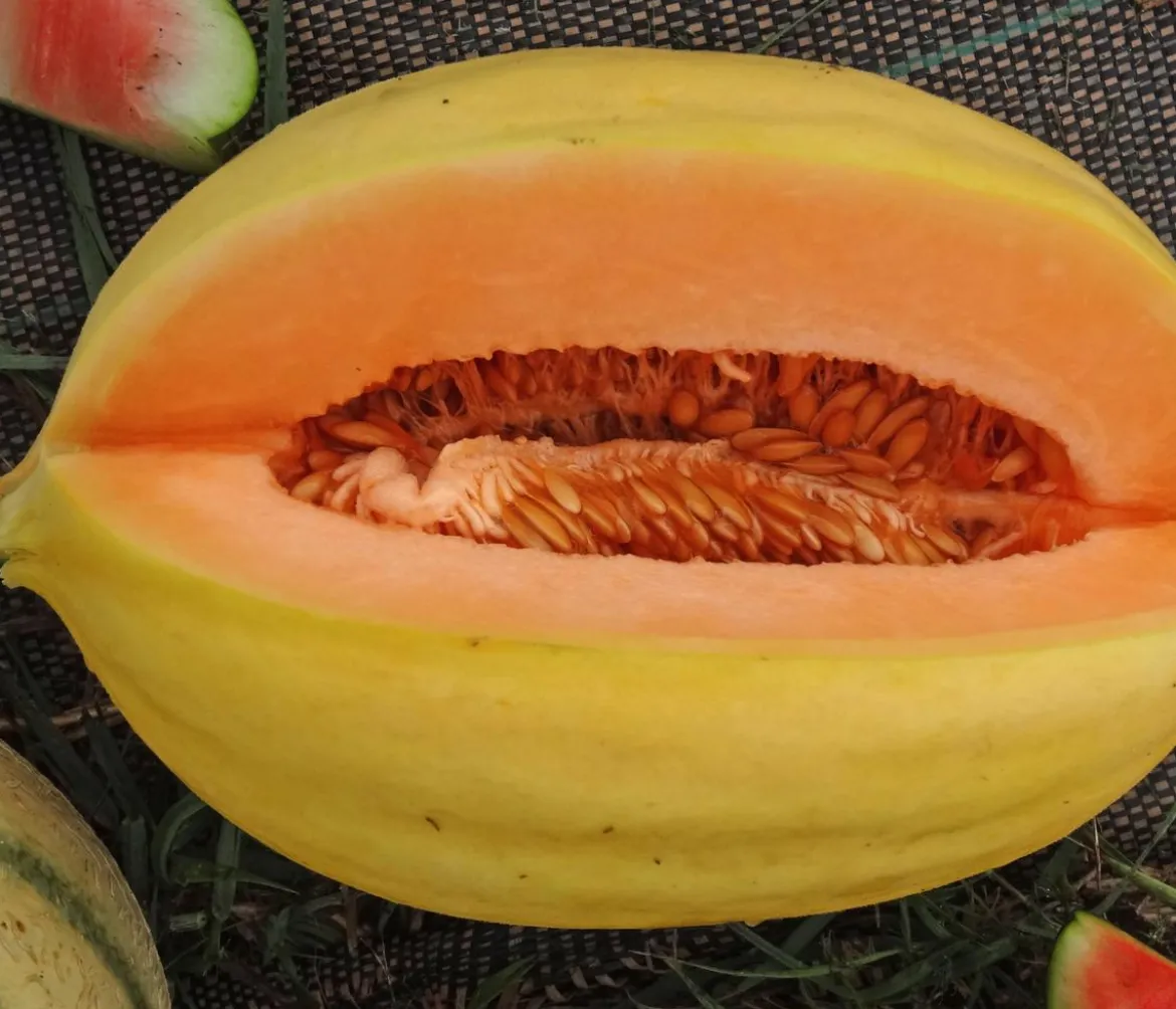 Mangomelone