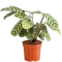 Marante - Ctenanthe burle-marxii
