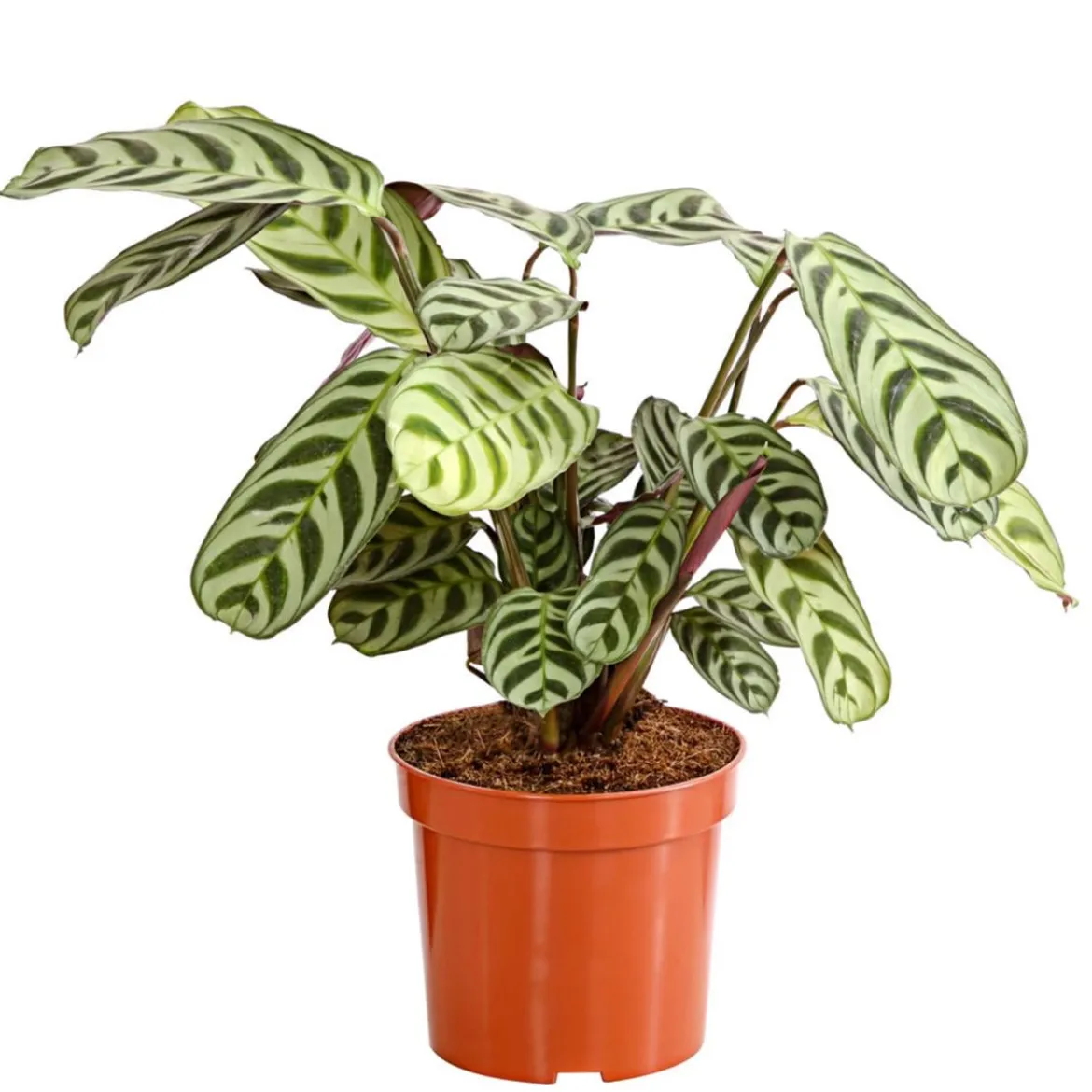 Marante - Ctenanthe burle-marxii