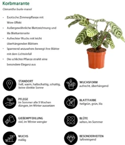 Marante - Ctenanthe burle-marxii