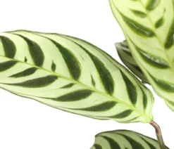 Marante - Ctenanthe burle-marxii