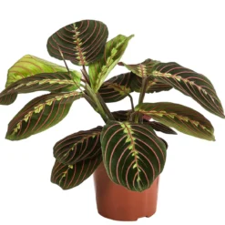 Marante - Maranta leuconeura 'Fascinator'