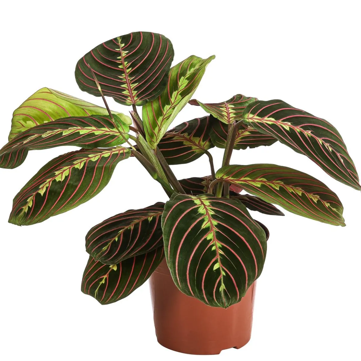 Marante - Maranta leuconeura 'Fascinator'