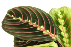 Marante - Maranta leuconeura 'Fascinator'
