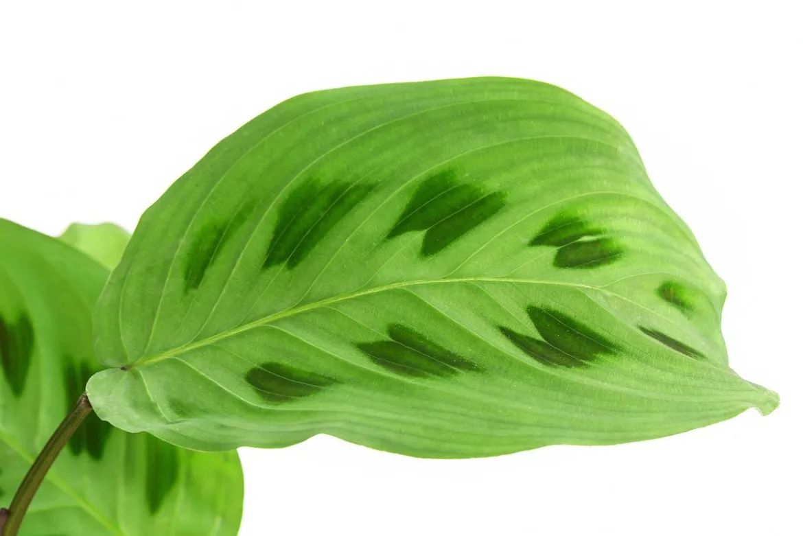 Marante - Maranta leuconeura Kerchoveana