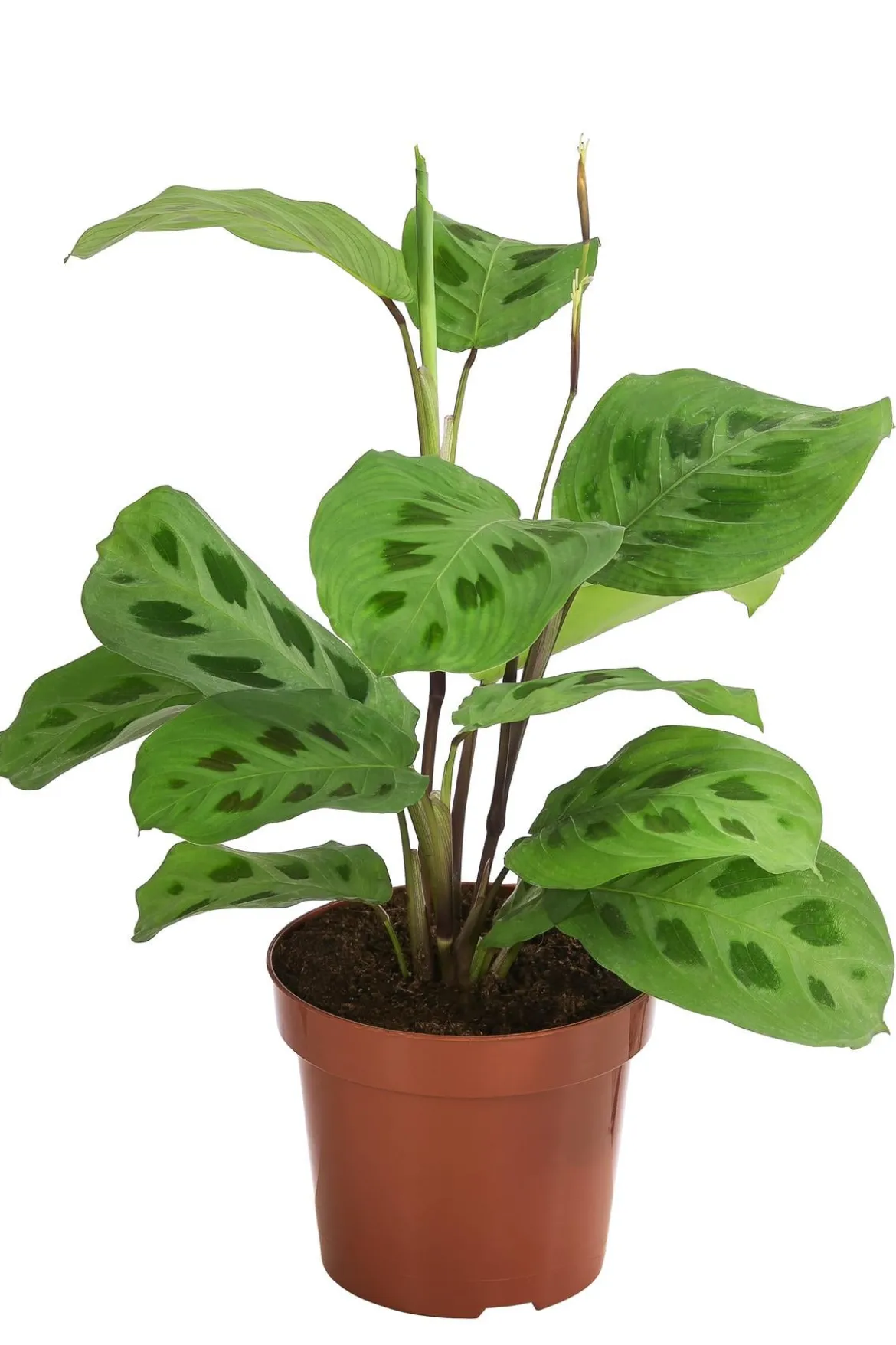 Marante - Maranta leuconeura Kerchoveana