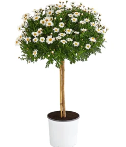 Margerite 'Bofinger', Stämmchen