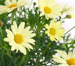 Margerite, Stämmchen, verschiedene Farben