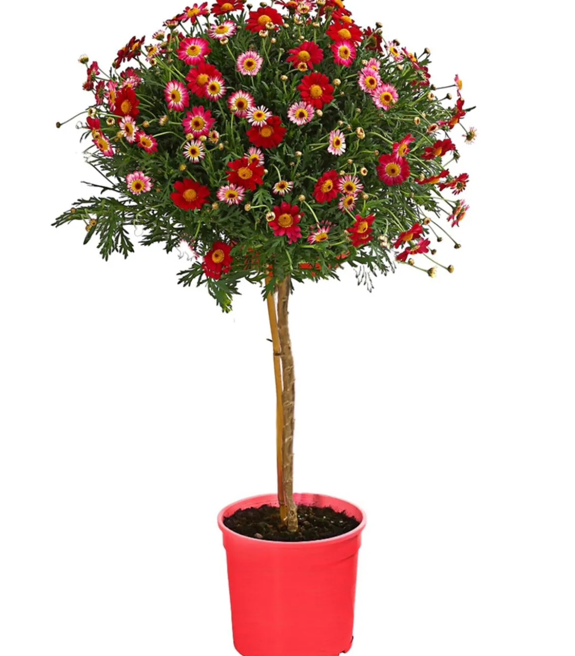 Margerite, Stämmchen, verschiedene Farben