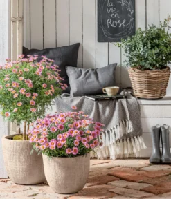 Margerite, Stämmchen, verschiedene Farben
