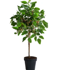 Maulbeere 'Mojo Berry'