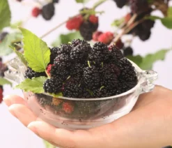 Maulbeere 'Mojo Berry'