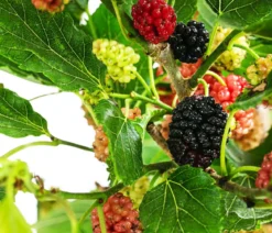 Maulbeere 'Mojo Berry'
