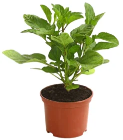 Melonenbirne