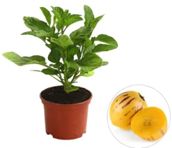 Melonenbirne