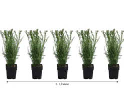 1-1,5 Meter Becher-Eibe 'Groenland', 5 x ca. 50 cm