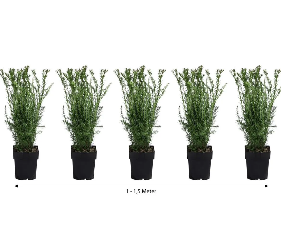 1-1,5 Meter Becher-Eibe 'Groenland', 5 x ca. 50 cm