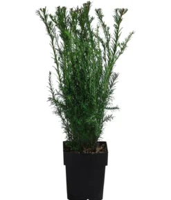 1-1,5 Meter Becher-Eibe 'Groenland', 5 x ca. 50 cm