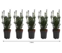 1 Meter Becher-Eibe 'Hillii', 5 x ca. 40-50 cm