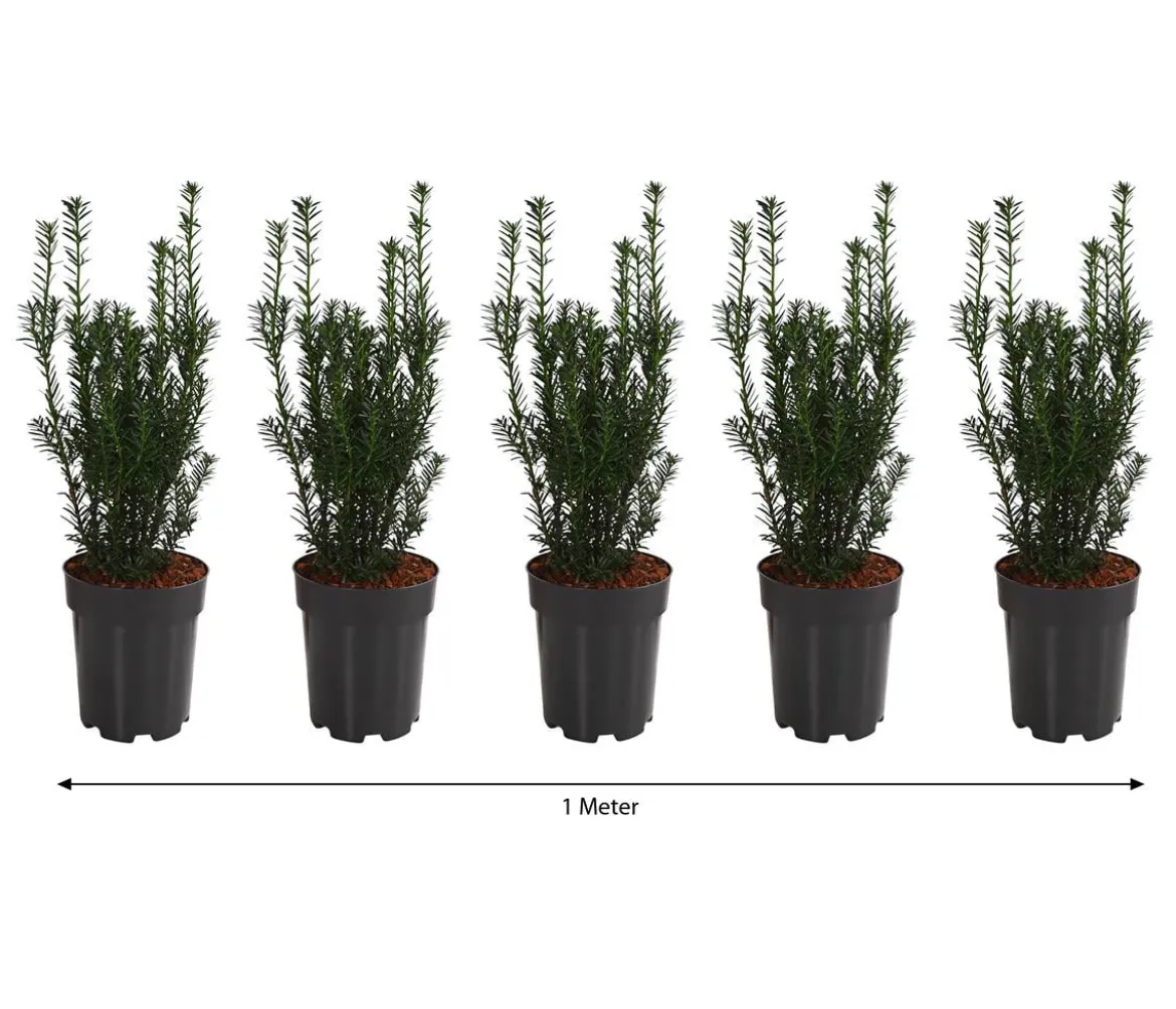 1 Meter Becher-Eibe 'Hillii', 5 x ca. 40-50 cm