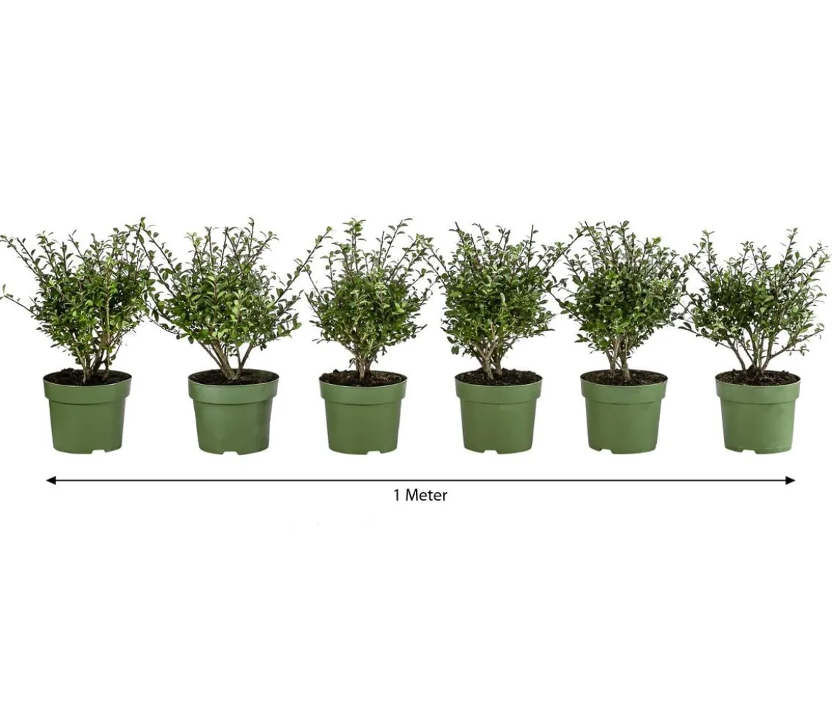 1 Meter Berg-Ilex 'Glory Gem', 6 x ca. 20-25 cm