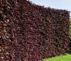 20 Meter Blutbuche ‘Purpurea‘, 100 x 100-125 cm