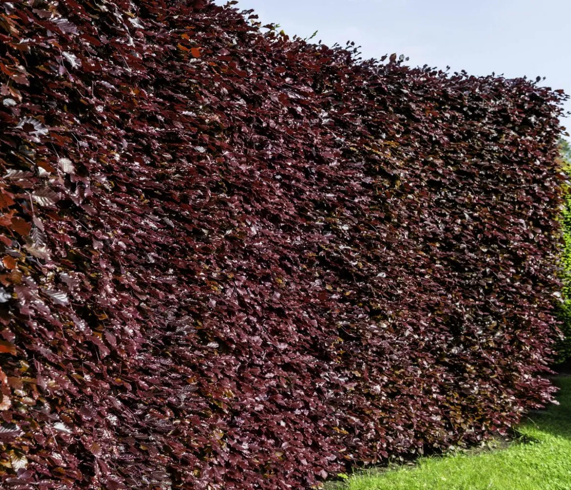 20 Meter Blutbuche ‘Purpurea‘, 100 x 100-125 cm