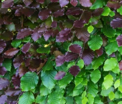 20 Meter Blutbuche ‘Purpurea‘, 100 x 100-125 cm