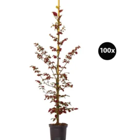 20 Meter Blutbuche ‘Purpurea‘, 100 x 100-125 cm