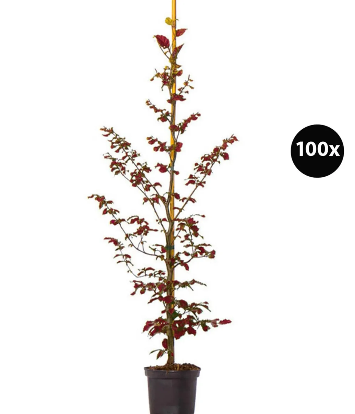 20 Meter Blutbuche ‘Purpurea‘, 100 x 100-125 cm