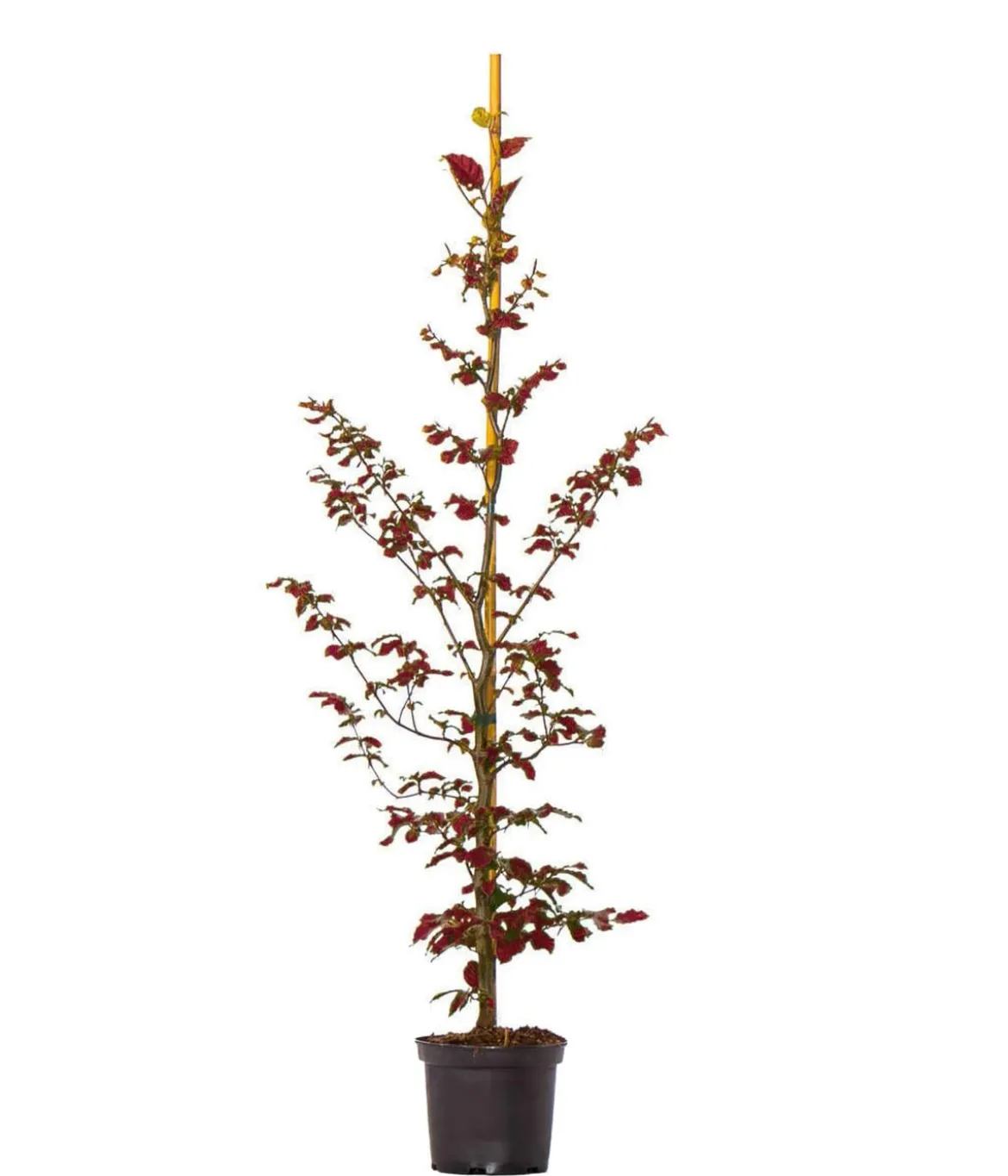 20 Meter Blutbuche ‘Purpurea‘, 100 x 100-125 cm