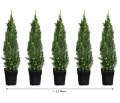 1-1,5 Meter Gartenzypresse 'Little Spire', 5x ca. 30 cm