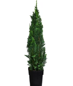 1-1,5 Meter Gartenzypresse 'Little Spire', 5x ca. 30 cm