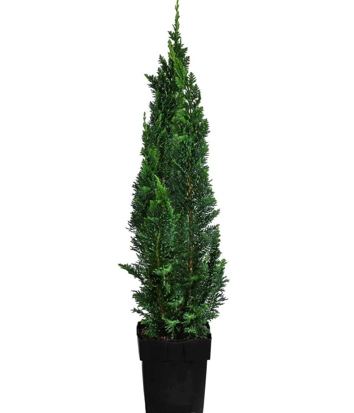 1-1,5 Meter Gartenzypresse 'Little Spire', 5x ca. 30 cm