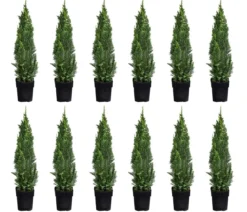 2-3 Meter Gartenzypresse 'Little Spire', 10 x ca. 30 cm