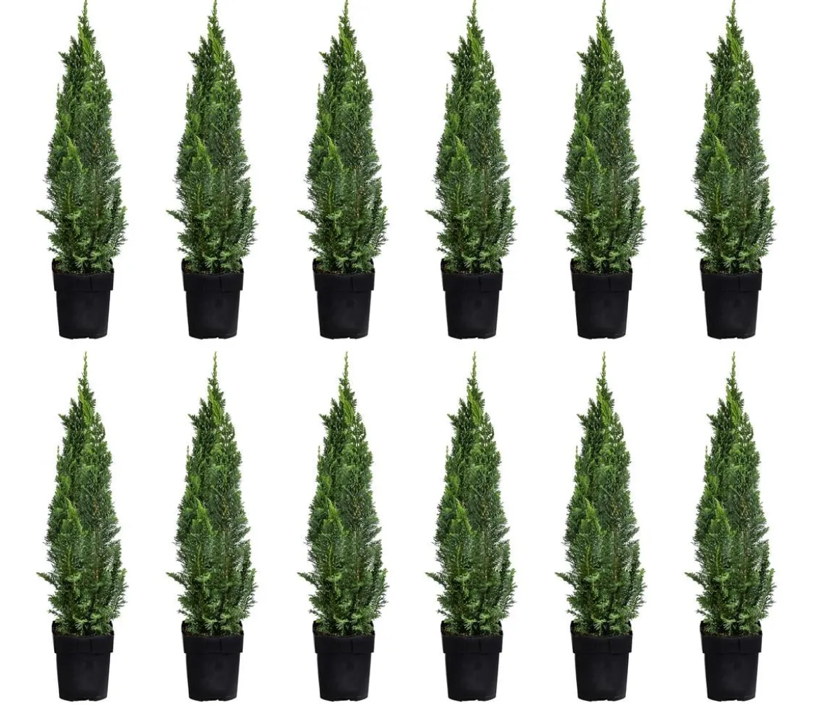 2-3 Meter Gartenzypresse 'Little Spire', 10 x ca. 30 cm
