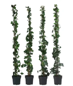 1 Meter Großblättriger Efeu 'Hibernica', 4 x ca. 120 cm