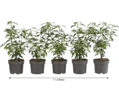 1-1,5 Meter Portugiesischer Kirschlorbeer 'Angustifolia', 5 x ca. 30-35 cm