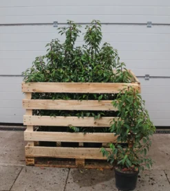 15 Meter Portugiesischer Kirschlorbeer 'Angustifolia', 40 x ca. 80-100 cm