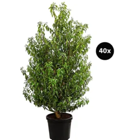15 Meter Portugiesischer Kirschlorbeer 'Angustifolia', 40 x ca. 80-100 cm